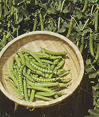 
 Large-podded Meastro peas from Burpee Seed Co. did very well in tests.
